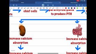 HYPOPARATHYROIDISM AND HYPERPARATHYROIDISM [upl. by Gabriellia]