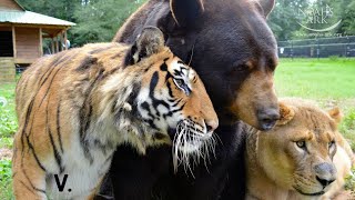 Tiger Bear and Lion Live Together As Friends  Best of quotThe BLTquot Trio [upl. by Sibyls]