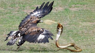 Eagle Vs King Cobra In A Big Fights To The Last Breath [upl. by Nagle]