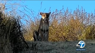 OC man has extremely close encounter with mountain lion on trail [upl. by Ativahs]