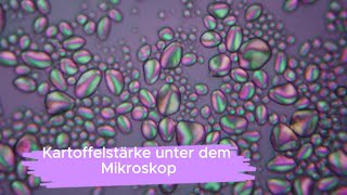 Mache mit Kartoffelstärke unter dem Mikroskop  ein Mikroskopprojekt auch für Anfänger [upl. by Mohkos584]