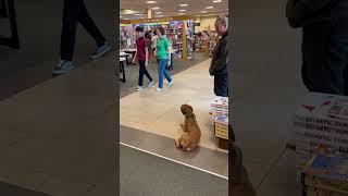 Roxy  8 Month Old Boxer  Off Leash K9 Training Phoenix [upl. by Whitehouse]