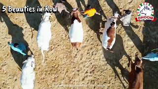 Beauties in Row Dhoom Cattle [upl. by Guimond]