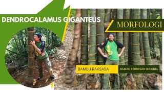 Morfologi Bambu Raksasa Bambu Terbesar di Dunia Dendrocalamus Giganteus [upl. by Kosiur]