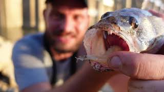 This Bait Catches every Fish in the Ohio River [upl. by Tiffy]