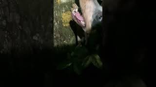 Tough night bluetick puppy bluetickcoonhound coonhunting [upl. by Violette]