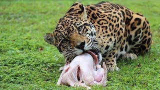 Turkey Time At Big Cat Rescue [upl. by Aianat]