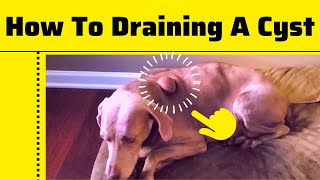 How To Draining And Remove a Cyst On a Dogs By a Nurse Practitioner 2023 [upl. by Brenan422]