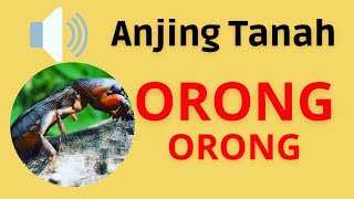 Suara Anjing Tanah Orong  orong  Gryllotalpa sound [upl. by Kalvin241]