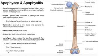 Apophyses of Long Bones OsgoodSchlatter Syndrome amp Sever’s Disease [upl. by Yzzik]