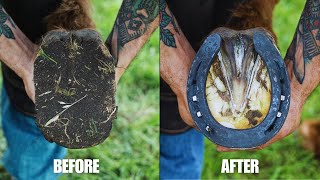 Farrier Full Hoof Restoration  Satisfying ASMR [upl. by Berlinda]