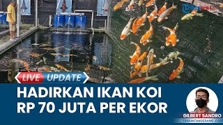 Kaisar Koi Farm Indonesia berhasil Pasarkan Bisnis hingga Go Internasional Dijual Rp 70 Juta [upl. by Chemesh750]