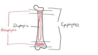 Chapter 6 Osseous Tissue [upl. by Ardnoel884]