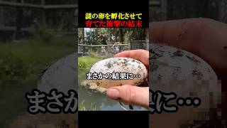 ㊗️10万回再生！謎の卵を孵化させて育てた衝撃の結末 動物 感動 感動物語 [upl. by Alage47]