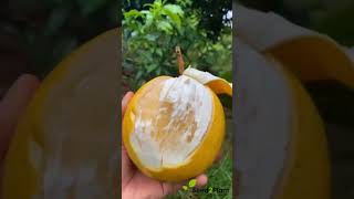 Abiu Fruit Live Plant Pouteria Caimito [upl. by Akenom]