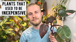 Expensive Houseplants That Used To Be Inexpensive [upl. by Ajnat]