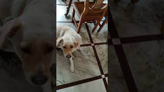 Guriyar dustumi dheko 🦮🦮🥰😘 shortsfeed cutedoglover trendingshorts youtubeshorts viralvideo [upl. by Somerset]