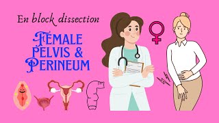 En block dissection of perineum female perineum female pelvis anatomy biology dissection [upl. by Treva133]