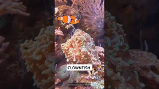 The SHOCKING Truth About Clownfish Gender [upl. by Crompton]