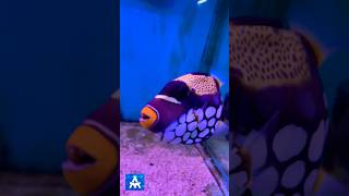 Beware the Clown Triggerfish Natures Colorful Predator THE MARINE AQUARIUM triggerfish trending [upl. by Gorton130]