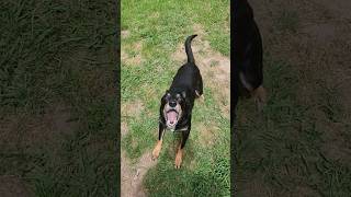 I got attacked by a vicious kelpie cause I wasnt playing right😲🤣🤦‍♂️ australianshepherd funny [upl. by Arrej]