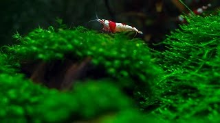 Moss and Shrimp [upl. by Philan]