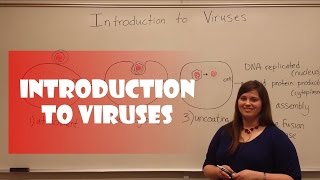 Introduction to Viruses [upl. by Ryley]