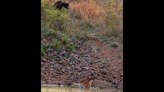 Tigress amp Sloth Bear  Tadoba [upl. by Nosnek]