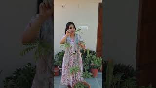 Part1 How to Harvest Curry Leaves  Curry Patta Kaise Ghana Kare  Curry Patta Care shorts [upl. by Ecnedurp917]