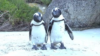 When Penguins ATTACK adorably at Boulders Beach South Africa [upl. by Frantz]