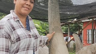 ESCULTURA EN EMENTO  DE CISNE GIGANTE EN PROCESO [upl. by Nami]