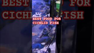 BEST FOOD FOR CICHLID FISHESmalawicichlidsouthafricancichlidaquariumfishaquariumfishfoodpet [upl. by Gnehs]