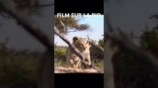 explore film france filmcomplet leroilion movie [upl. by Nnahgaem]