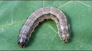 States Forage Suffering Due to Drought Fall Armyworms [upl. by Petronella]