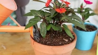 How to Keep Impatiens Alive Indoors Through the Winter  Indoor Planting [upl. by Yvonner339]