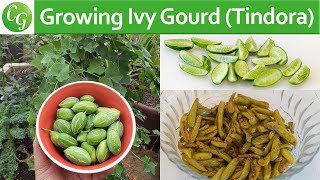 How To Grow Ivy Gourd Tindora or Tondli PLUS Recipe [upl. by Adnahsam]