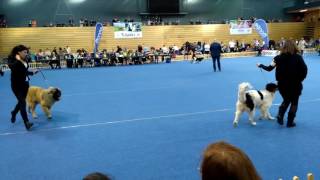 Puppy BIS  CACIB Rijeka 2622017 [upl. by Crane]