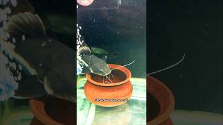 Redtail Catfish Eating Stingray 😧OMG [upl. by Ennaecarg391]