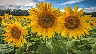 Photographing Sunflower Fields [upl. by Teryn931]