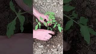 Growing Tomatoes is Easy  How to Grow Tomatoes from Seed [upl. by Damha]