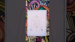 How to draw a Human Digestive system Diagram Drawing  easy science project making  step by step [upl. by Ingmar]