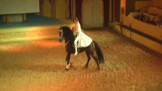 Dancing Horse Rare Red Friesian Auburn CA [upl. by Hisbe]