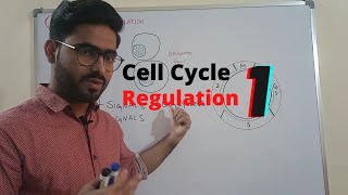 cell cycle control  Regulation of Cell cycle 1 urduhindi [upl. by Barnaba362]