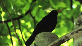 Blackbird Sound 1 by Ani Male [upl. by Airpac]