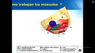 03 Disfunciones del Piso Pélvico Teoría Integral II CIPP HNAL 180924 [upl. by Rednasela]