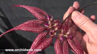 OrchidWeb  Bulbophyllum rothschildianum Red Chimney [upl. by Anawot]