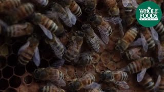 Spikenard Farm Honeybee Sanctuary Floyd Virginia  Meet the Ranchers  Whole Foods Market [upl. by Arissa]