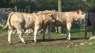 Charolais Suckler Calves from an Upland Farm [upl. by Esekram]