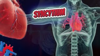 Syncytium  Human Heart ❤️ and Cardiology ❤️🔊✅ [upl. by Mccreery]