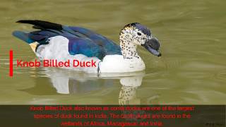 Top 12 Beautiful Species of Ducks Found in India [upl. by Buerger]